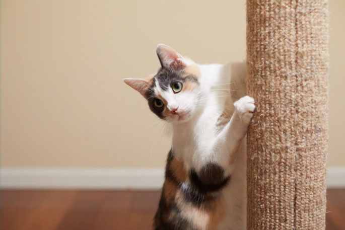 Scratching Post for cats