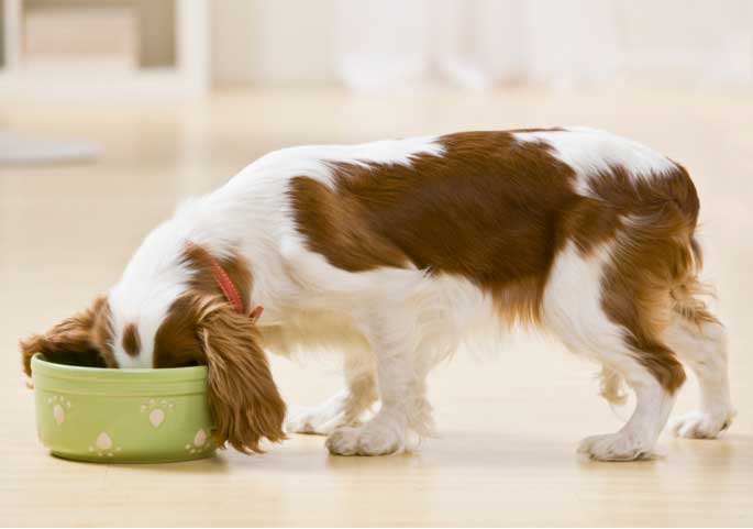 Should Puppies Eat Dry or Wet Food?