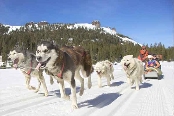 The South Lake Tahoe of CA is a good dog-friendly place to be in