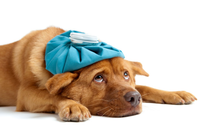 Treatments of Common Dog Diseases