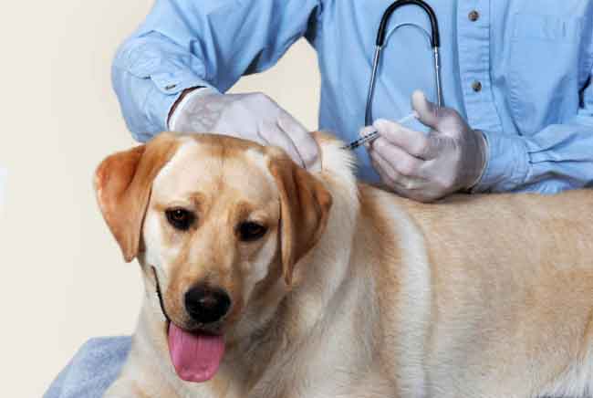 dog Vaccination