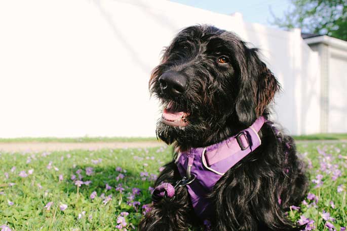 Black goldendoodle