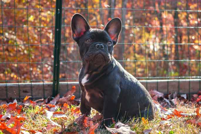 French Bulldogs