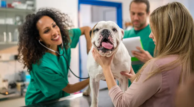 Questions You Must Ask Your Veterinarian