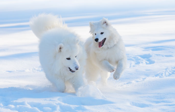 The Facts About the Samoyed