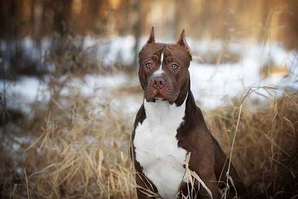 top pitbull kennels