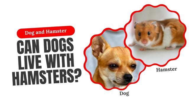 Dog and Hamster