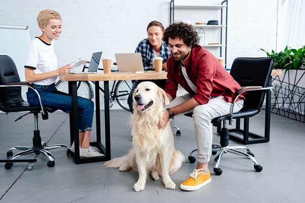 Dogs in the Workplace