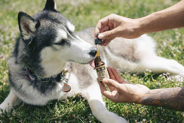 How To Calm Your Dog During Scary Thunders With CBD Treats