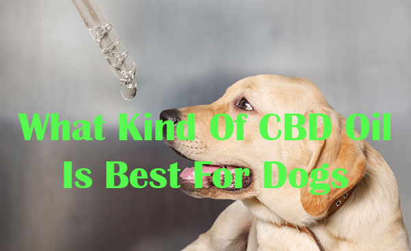 What Kind Of CBD Oil Is Best For Dogs