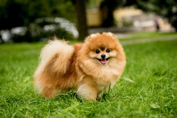 Pomeranian