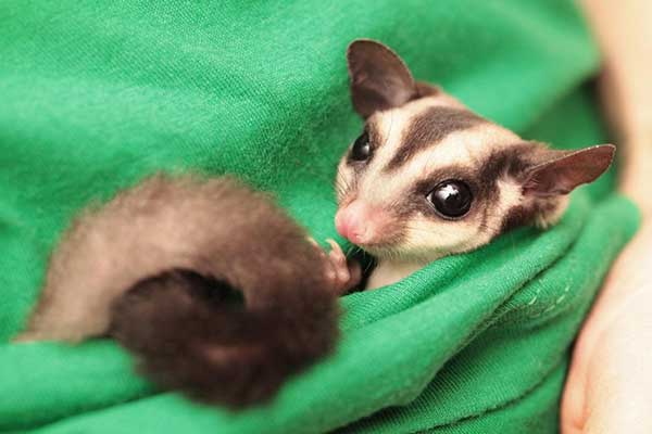 sugar glider pet