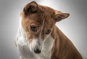 BASENJI