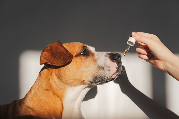 Benefits Of CBD Oil For Dogs