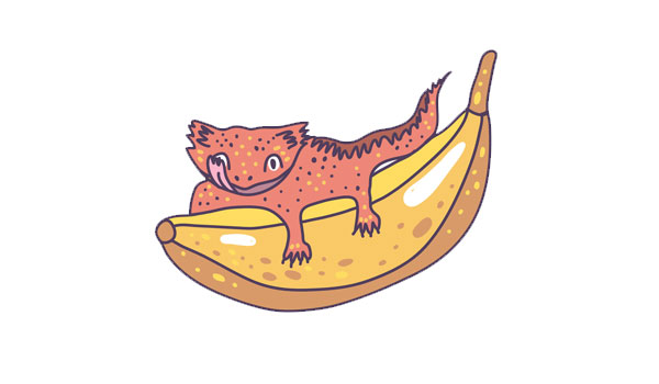 Can Crested Geckos Eat Fruit