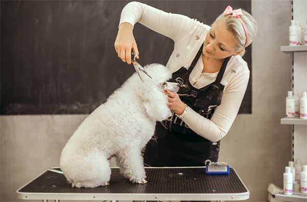 Dog Grooming Cost