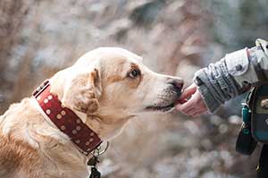 LABRADOR