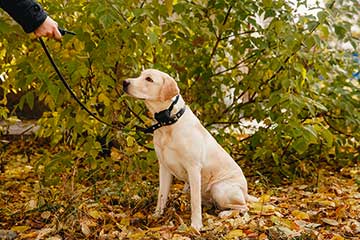 Risks of Shock Collars and How They Affect Dog Behavior
