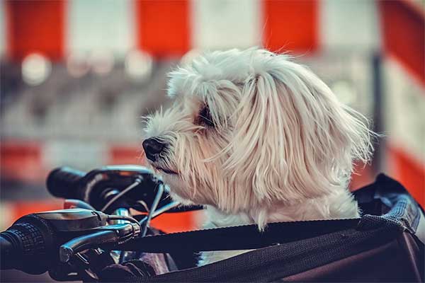 bike riding with dog