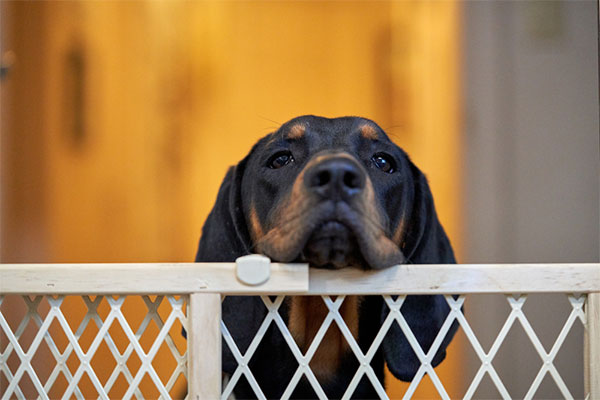 dog gates indoor