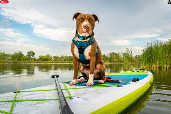 dog harness vs collar