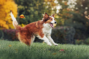 Red Border Collie