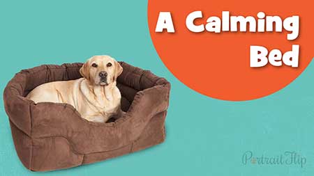 A Calming Dog Bed