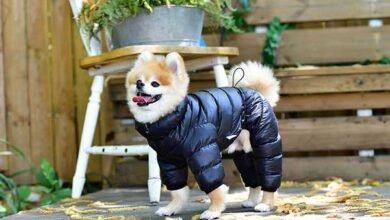 Best Dog Winter Jacket