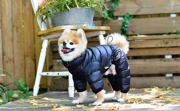 Best Dog Winter Jacket