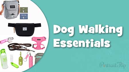 Dog Walking Essentials