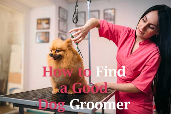 How To Choose A Dog Groomer
