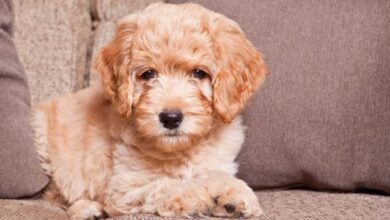 Reasons why are Goldendoodles so popular