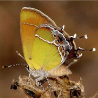 Xami Hairstreak