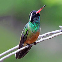 Xantus's Hummingbird