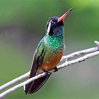 Xantus's Hummingbird 