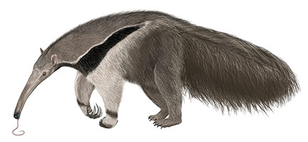 Xenarthra - Animals Animals That Begin With X