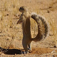 Xerus genus of African ground squirrels