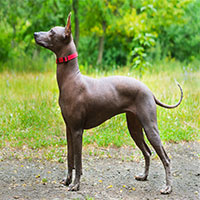 Xoloitzcuintli-mexican-hairless-dog