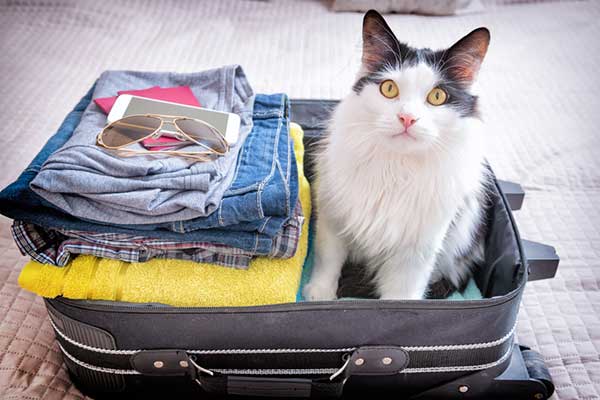 can cats travel with you