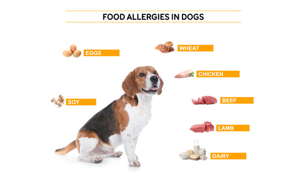 Dog Food Allergies Symptom