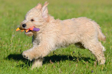 goldendoodle
