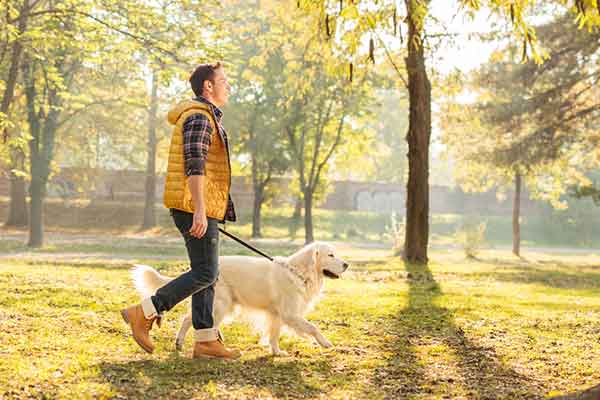 how to find a dog walker