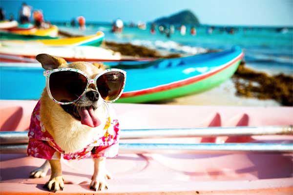 keep your dog cool in summer