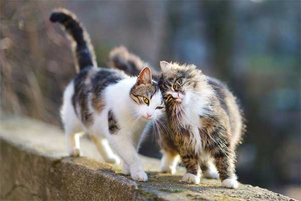 Cat Is Talking To Its Feline Friends