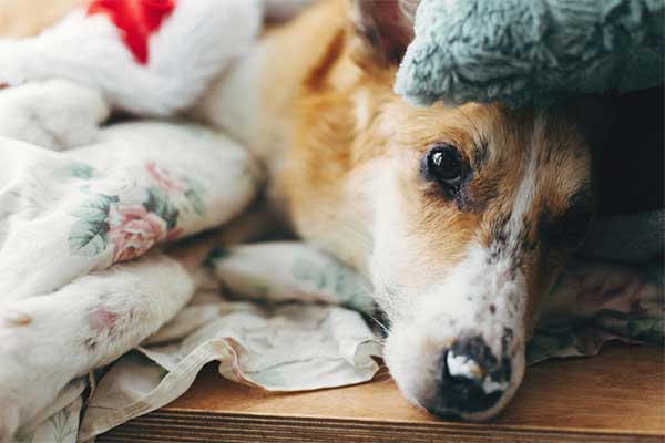 How To Care For A Sick Dog