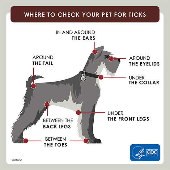 how to check a dog for ticks