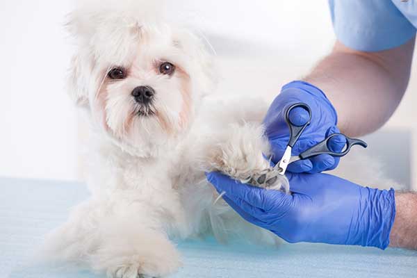 Mobile Pet Grooming In Miami