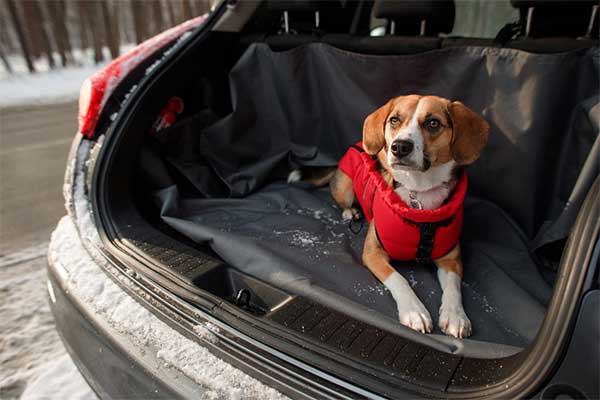 Trunk Cover For Dogs