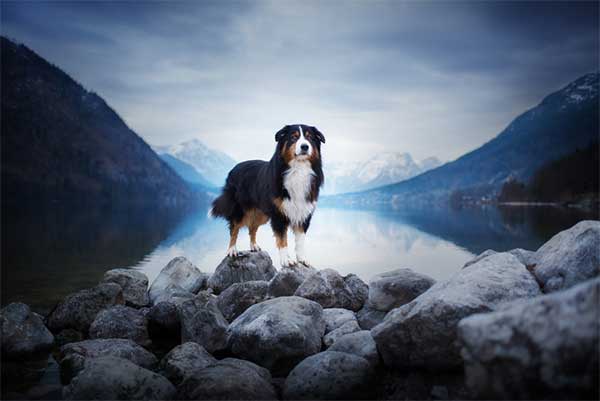 Why Is Professional Pet Photography Important?