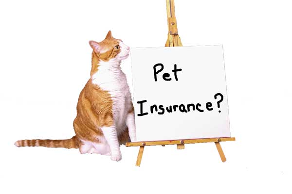 Pet Insurance